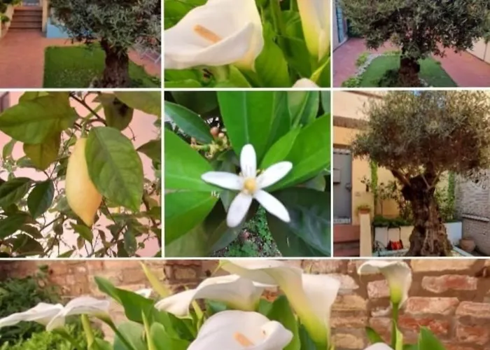 Bed & Breakfast La Chicca 3*